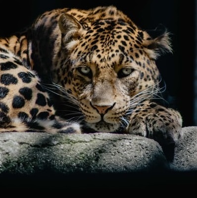 Jaguar descansando